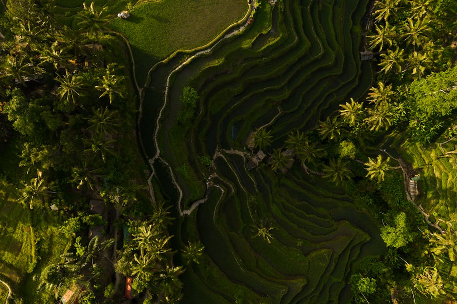 Bali Ubud Villas With Ricefield Views and Lotus Baths