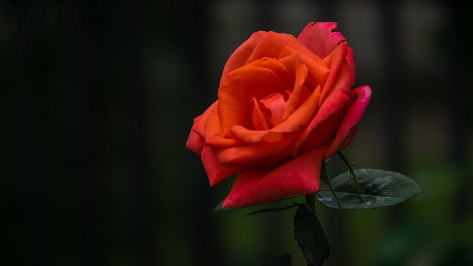 Paris Romantic Hotels With Balcony Lounges and Rose Floors