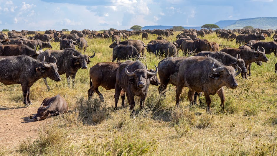 Serengeti Safari Lodges With Morning Coffee Over Wildlife Plains