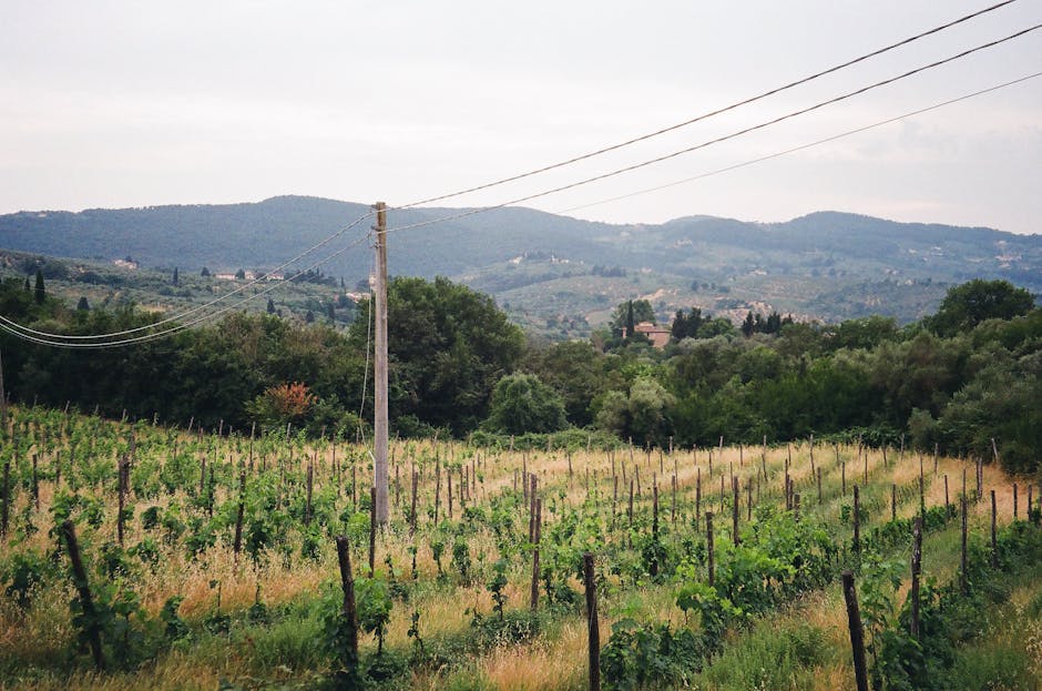 Tuscany Country Estates With Olive Patios and Vineyard Floors
