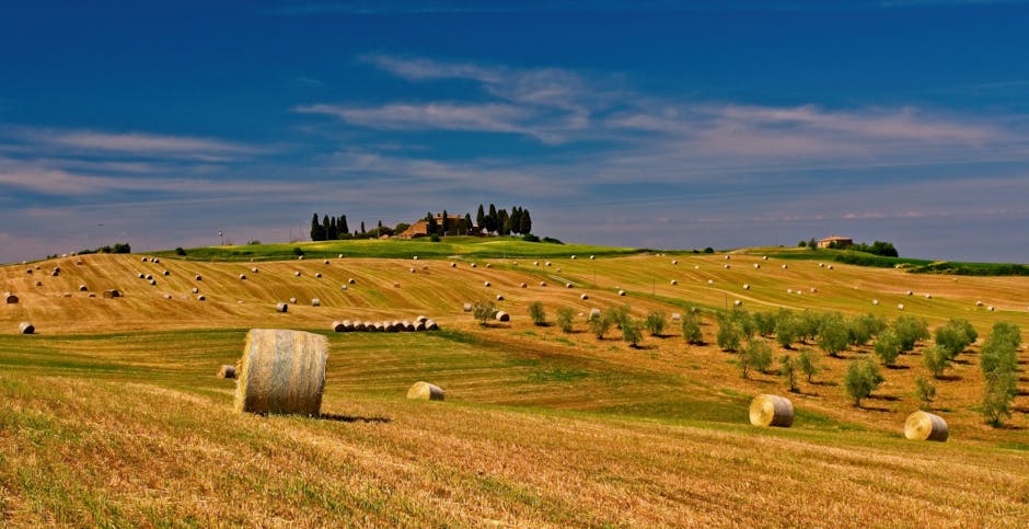 Tuscany Farm Villas With Olive Walls and Fire Ceilings