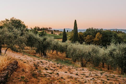 Tuscany Villas With Olive Paths and Vineyard Halls