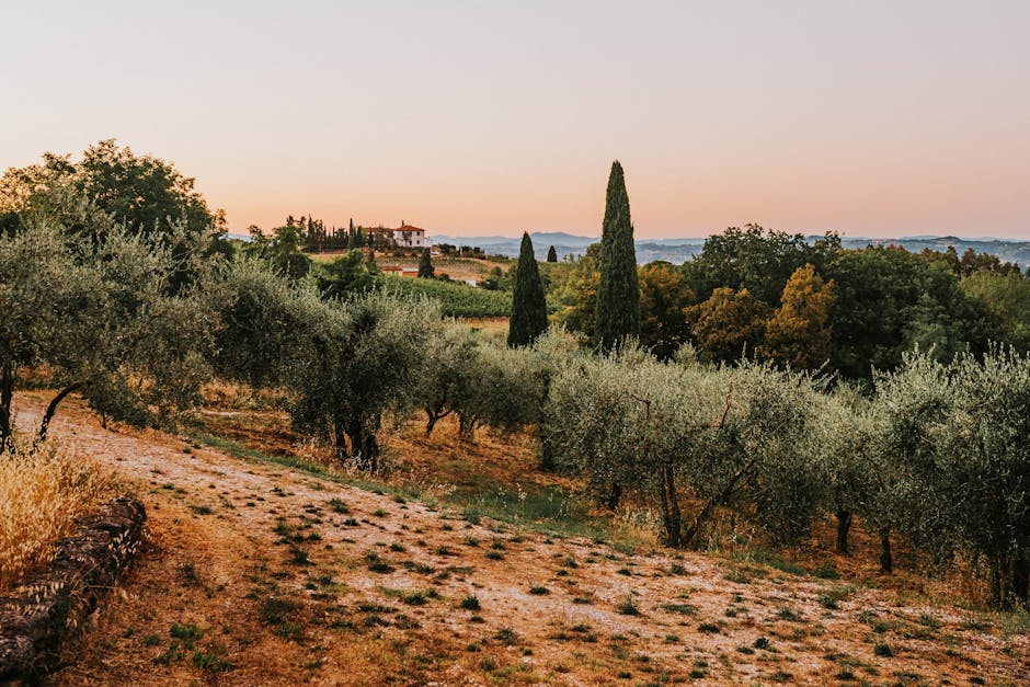 Tuscany Vineyard Villas With Olive Benches and Fire Floors