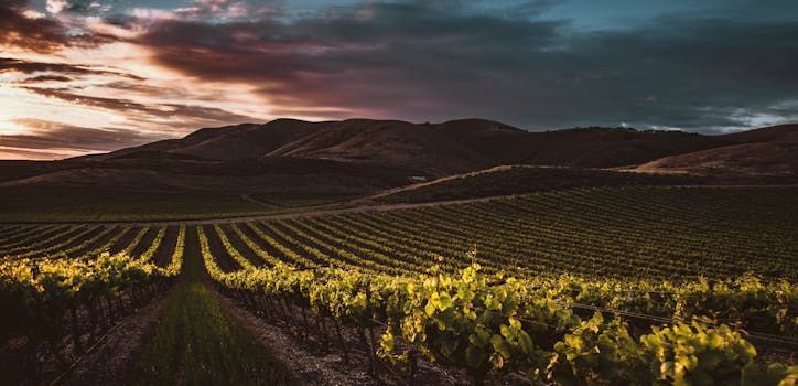 Vineyard Villas With Sunset Benches and Wine-Tasting Terraces